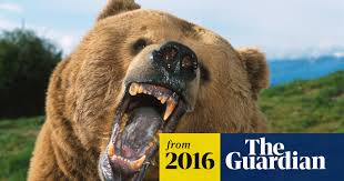 Image result for brown bear