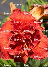 Image result for Hemerocallis `Moses Fire`
