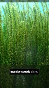 Attēlu rezultāti vaicājumam “Elodea canadensis”