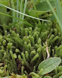 Attēlu rezultāti vaicājumam “Paludella squarrosa”