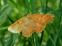 Attēlu rezultāti vaicājumam “Angerona prunaria”