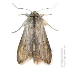 Attēlu rezultāti vaicājumam “Cucullia umbratica”