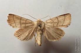 Attēlu rezultāti vaicājumam “Charanyca trigrammica”