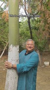 Image result for pohon semalu images