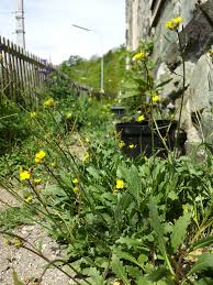 Attēlu rezultāti vaicājumam “Diplotaxis muralis”