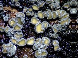 Attēlu rezultāti vaicājumam “Proliferodiscus pulveraceus”