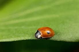 Attēlu rezultāti vaicājumam “Adalia bipunctata”