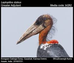 Attēlu rezultāti vaicājumam “Ciconiiformes”