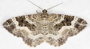 Attēlu rezultāti vaicājumam “Epirhoe tristata”