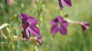 Image result for Nicotiana x sanderae `Perfume`F1