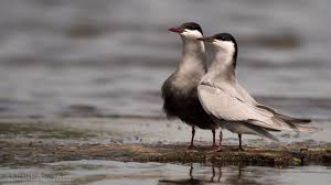 Attēlu rezultāti vaicājumam “Chlidonias hybrida”