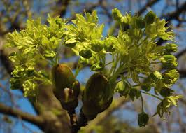 Attēlu rezultāti vaicājumam “Acer platanoides flower”
