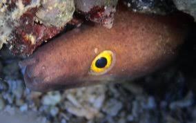 Image result for Gymnothorax vicinus