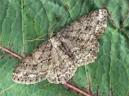 Attēlu rezultāti vaicājumam “Ectropis crepuscularia”