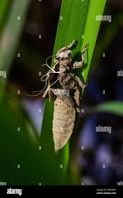 Attēlu rezultāti vaicājumam “Aleurochiton aceris nymph”