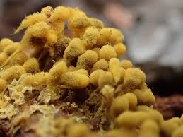 Attēlu rezultāti vaicājumam “Heterotrichia obvelata (syn. Arcyria obvelata) spores”