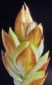 Attēlu rezultāti vaicājumam “Carex limosa”