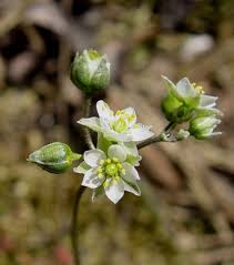 Attēlu rezultāti vaicājumam “Spergula morisonii”