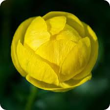 Attēlu rezultāti vaicājumam “Trollius europaeus”