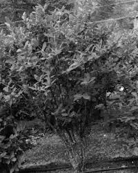 Attēlu rezultāti vaicājumam “Lonicera ferdinandii fruit”