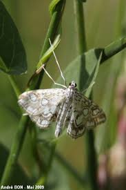 Attēlu rezultāti vaicājumam “Elophila nymphaeata”