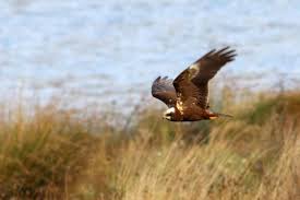 Image result for Barnsley Harriers