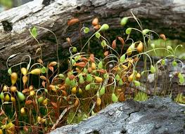 Attēlu rezultāti vaicājumam “Funaria hygrometrica”