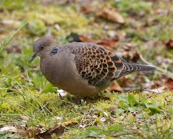 Image result for Streptopelia orientalis