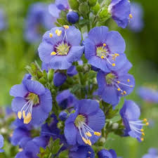 Attēlu rezultāti vaicājumam “Polemonium caeruleum”