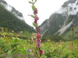 Attēlu rezultāti vaicājumam “Cuscuta europaea flower”