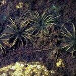 Attēlu rezultāti vaicājumam “Isoetes echinospora leaf”