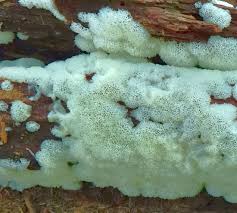 Attēlu rezultāti vaicājumam “Ceratiomyxa porioides”