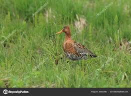 Attēlu rezultāti vaicājumam “Limosa lapponica”