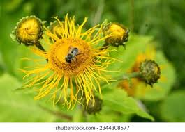 Attēlu rezultāti vaicājumam “Telekia speciosa bud”