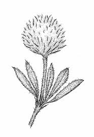 Attēlu rezultāti vaicājumam “Trifolium arvense fruit”