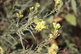 Attēlu rezultāti vaicājumam “Linaria loeselii flower”