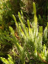 Attēlu rezultāti vaicājumam “Lycopodium annotinum”