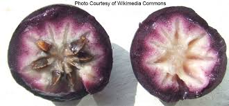 Attēlu rezultāti vaicājumam “Chrysosplenium alternifolium fruit”