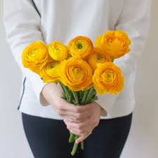Attēlu rezultāti vaicājumam “Ranunculus elatior flower”