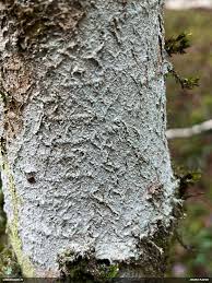 Attēlu rezultāti vaicājumam “Fuligo licentii”