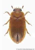 Attēlu rezultāti vaicājumam “Byturus ochraceus”