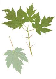 Attēlu rezultāti vaicājumam “Acer saccharinum”