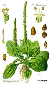 Attēlu rezultāti vaicājumam “Plantago major subsp. intermedia leaf”