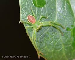 Attēlu rezultāti vaicājumam “Diaea dorsata”