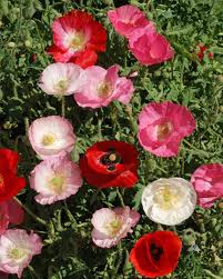 Image result for Papaver rhoeas 'Shirley'