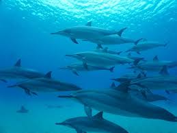 Image result for Durley Dolphin Diver