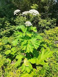 Attēlu rezultāti vaicājumam “Heracleum sosnowskyi”