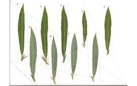 Attēlu rezultāti vaicājumam “Salix purpurea leaf”