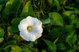 Attēlu rezultāti vaicājumam “Calystegia sepium flower”