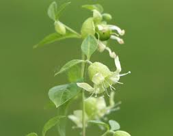 Attēlu rezultāti vaicājumam “Silene baccifera fruit”